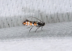 Chrysaster ostensackenella