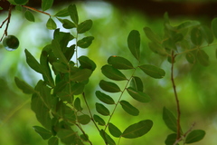 Xanthocercis zambesiaca