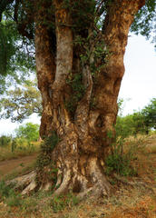Xanthocercis zambesiaca