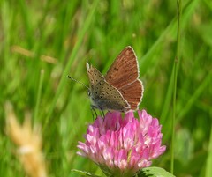 Lycaena tityrus subalpina