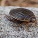 Abbreviated Predaceous Diving Beetle - Photo (c) Gary Chang, some rights reserved (CC BY-NC-SA)