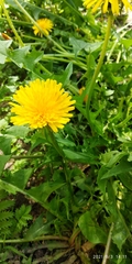 Taraxacum officinale