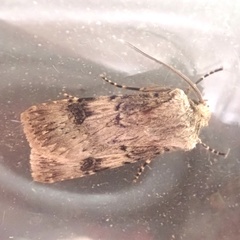 Agrotis puta