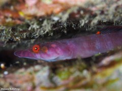 Lepadogaster candolii