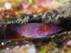 Lepadogaster candolii