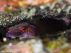 Lepadogaster candolii
