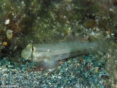 Gnatholepis thompsoni