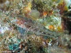 Vanneaugobius canariensis