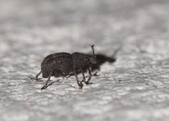 Otiorhynchus porcatus