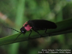 Nipponoluciola cruciata
