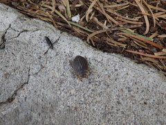 Acilius abbreviatus