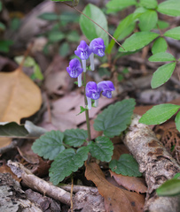 Scutellaria laeteviolacea