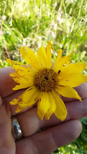 Image of Balsamorhiza incana by no rights reserved