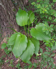 Hosta sieboldiana