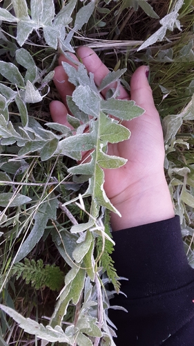 Image of Balsamorhiza incana by no rights reserved
