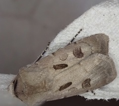 Agrotis exclamationis