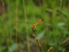 Sympetrum kunckeli