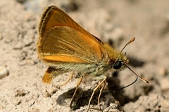 Thymelicus acteon