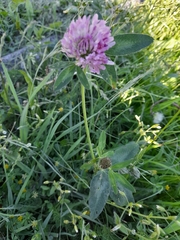 Trifolium pratense