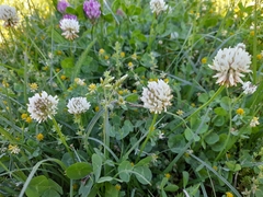 Trifolium repens