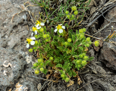 Potentilla newberryi