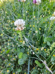 Trifolium repens
