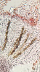 Rhytidhysteron rufulum image