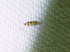 Chrysaster ostensackenella