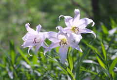 Lilium japonicum