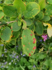 Puccinia graminis