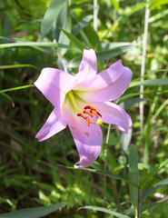 Lilium japonicum
