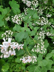 Deutzia rosea