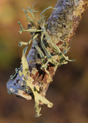 Ramalina leptocarpha