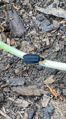 Lucidota atra