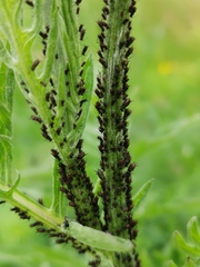 Uroleucon jaceae