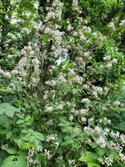 Deutzia rosea