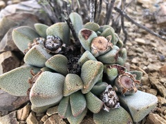 Pleiospilos compactus canus