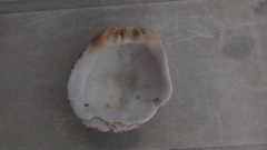 Spondylus gaederopus