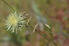 Rhaponticoides kasakorum