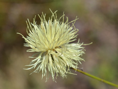 Rhaponticoides kasakorum