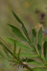 Rhaponticoides kasakorum