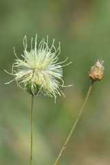 Rhaponticoides kasakorum