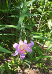 Lilium japonicum