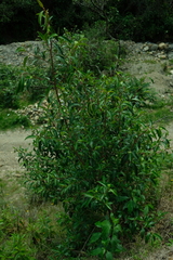 Escallonia paniculata