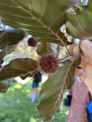 Fagus sylvatica
