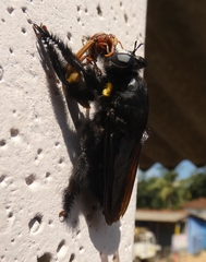 Hyperechia xylocopiformis