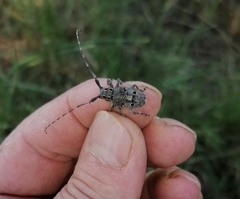 Mesosa curculionoides