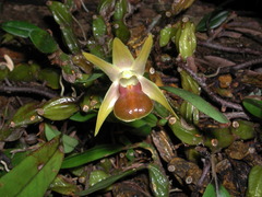 Dendrobium nakaharae