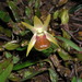Dendrobium nakaharae - Photo (c) lecanorchis, μερικά δικαιώματα διατηρούνται (CC BY-NC)