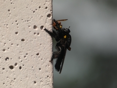 Hyperechia xylocopiformis